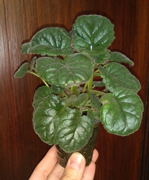DSC_0002.JPG