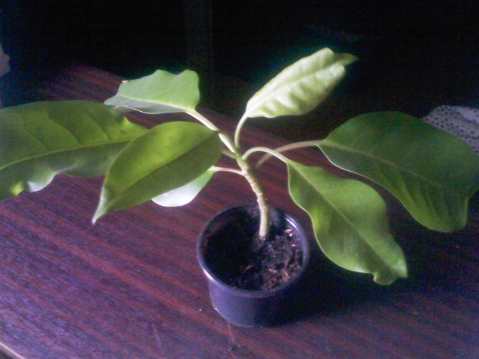 IMG02203.jpg