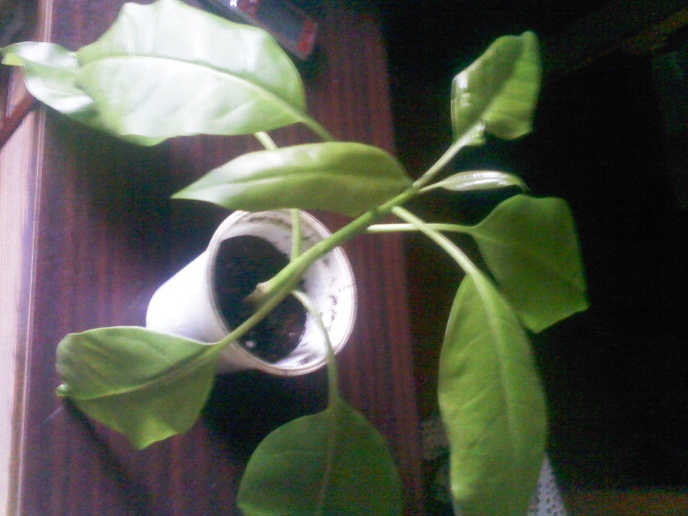 IMG02206.jpg
