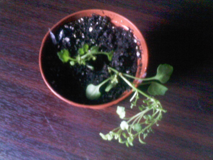 IMG02205.jpg