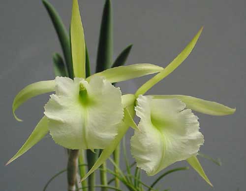 brassavola-brassavola-jiminy-cricket-superbug-foto-649.jpg