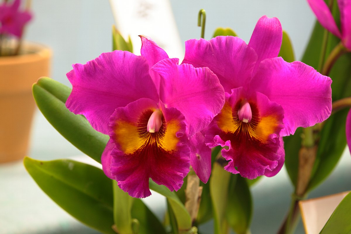 Blc. King of Taiwan ‘Da-Shin #1’.jpeg