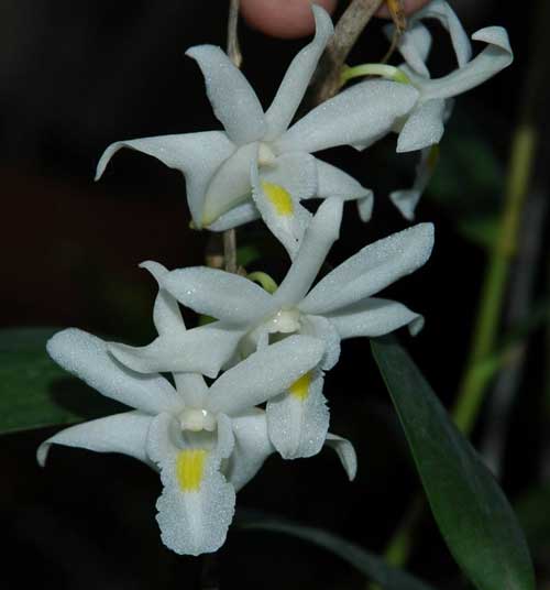 dendrobium-crumenatum-foto-1017.jpg