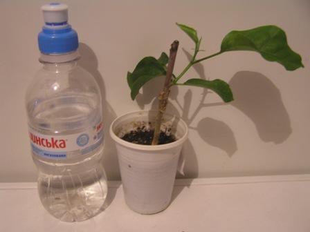 P1010050.JPG
