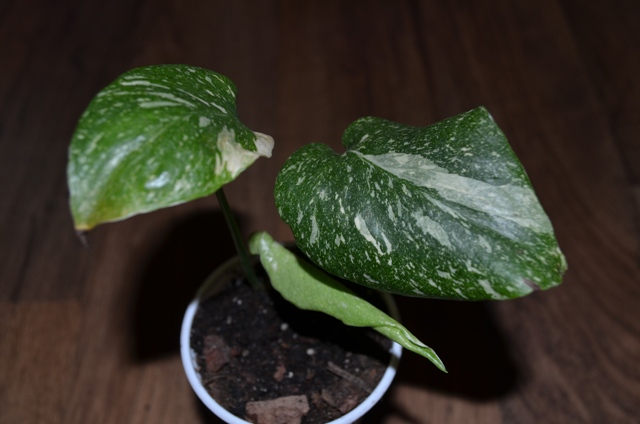 DSC_0554.jpg