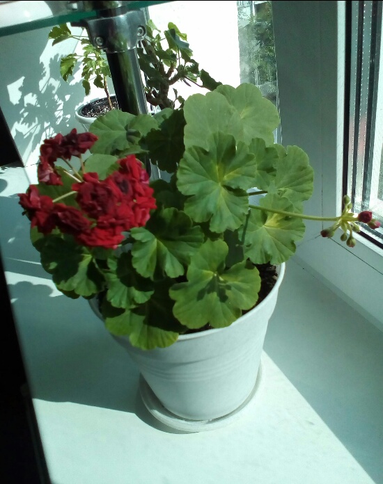 IMG_20160724_170103_517.jpg