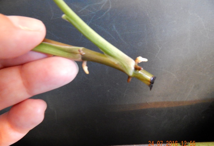DSCN6902.JPG