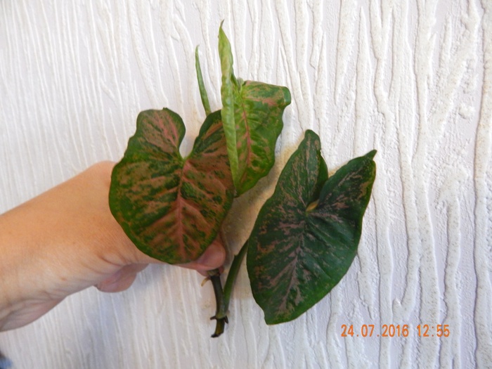 DSCN6901.JPG