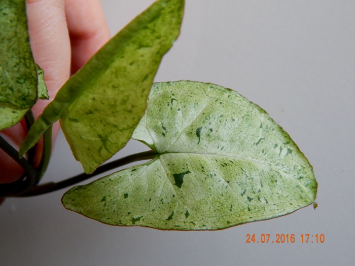 DSCN6908.JPG