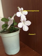 IMG_0762.jpg
