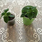 IMG_0842.JPG