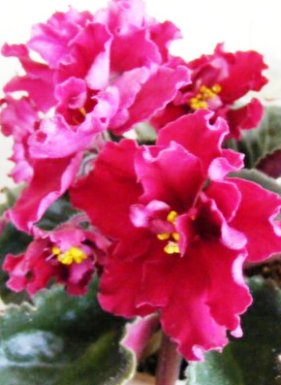 Tropic Heat (Sorano).jpg