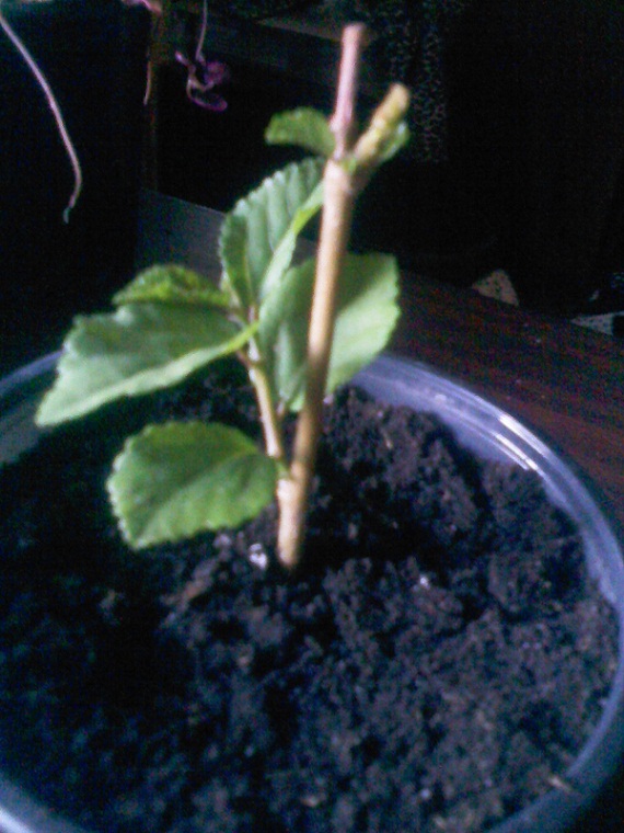IMG02217.jpg