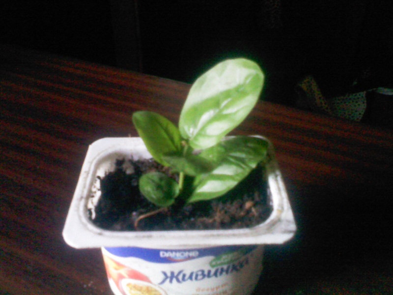 IMG02225.jpg