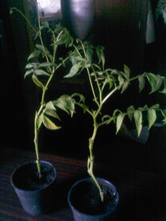 IMG02220.jpg