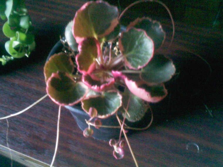 IMG02215.jpg