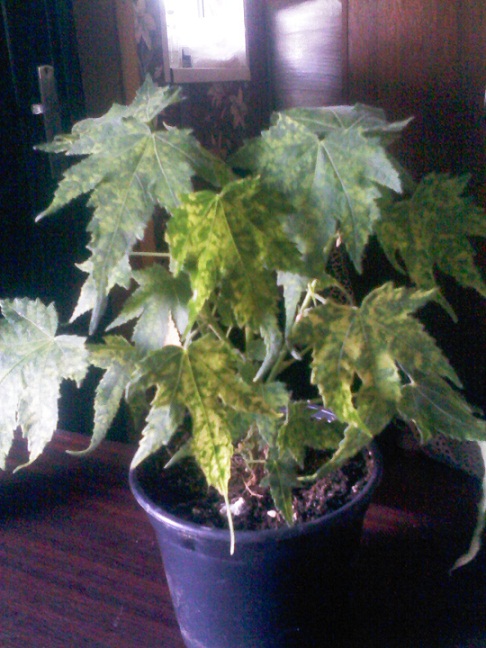 IMG02219.jpg