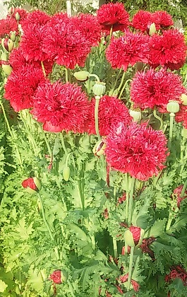 20160618_190348.jpg