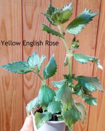 yellow Engl Ros.jpg