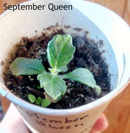 september-queen.jpg