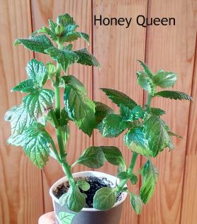 Honey Queen 1.jpg