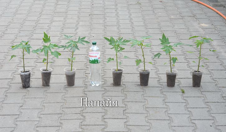 papaya_45.jpg