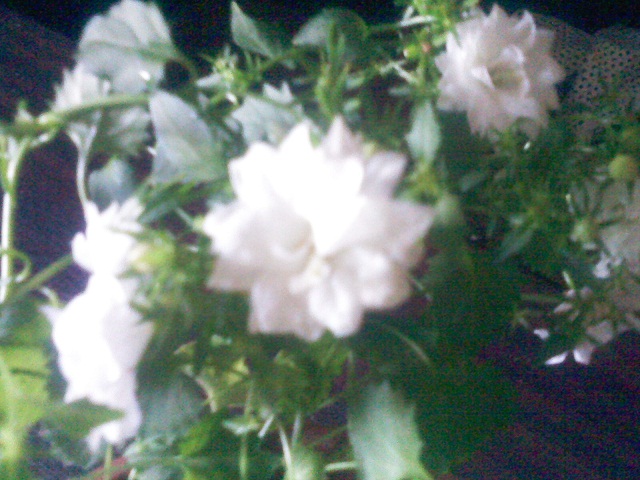 IMG02226.jpg