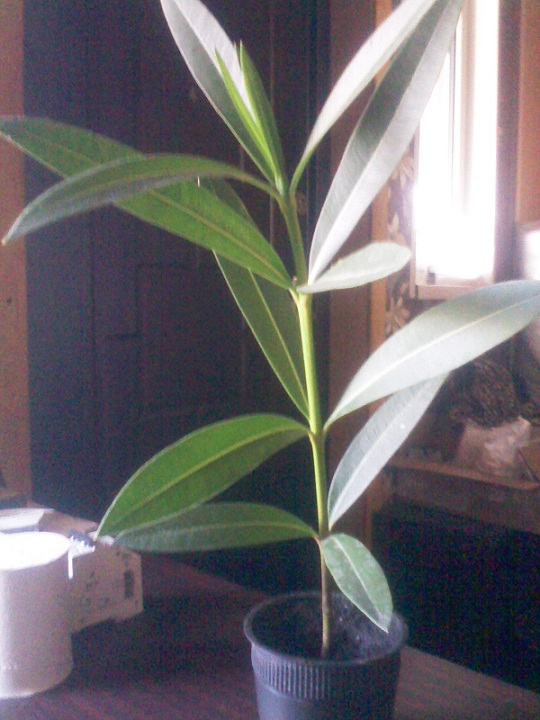 IMG02230.jpg