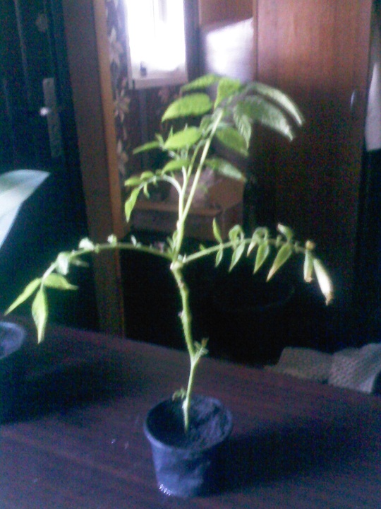 IMG02231.jpg