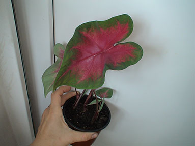 DSC03005a.jpg