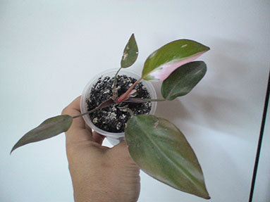 DSC03014a.jpg
