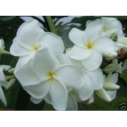Plumeria_OBTUSA_SAMOAN_FLUFF.JPG