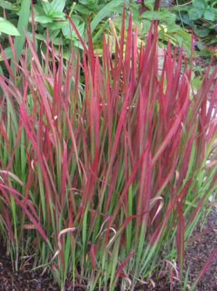 трава Imperata cylindrica Red Baron.jpg
