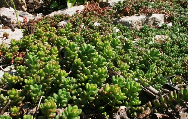 очиток Sedum Coral Carpet.jpg