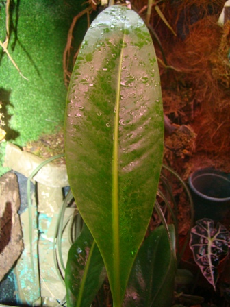 DSC02014.JPG