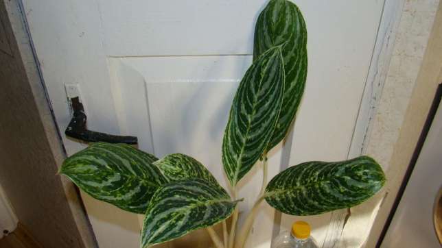 359181514_1_644x461_aglaonema-green-sun-kiev.jpg