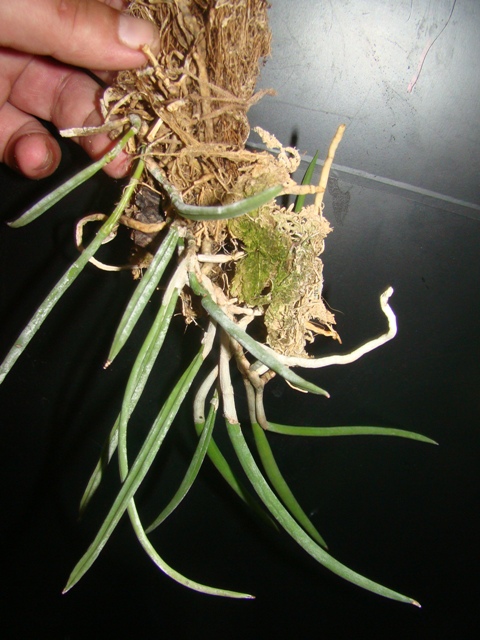 DSC02007.JPG