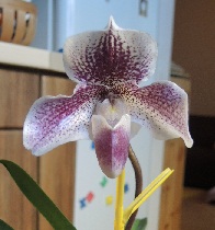3447.jpg