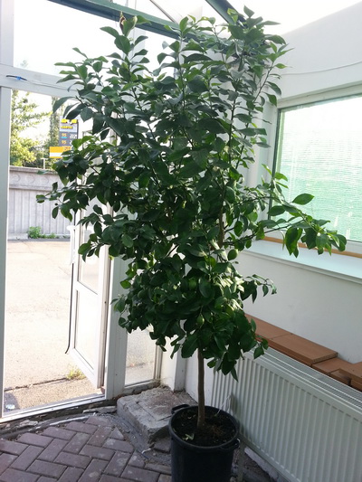 20160801_184317.jpg