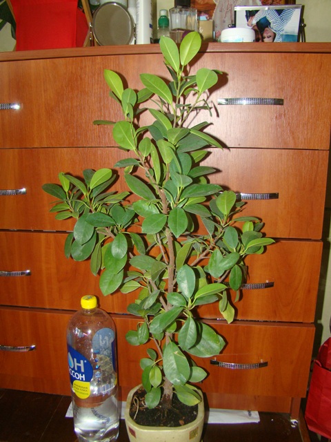 DSC02023.JPG