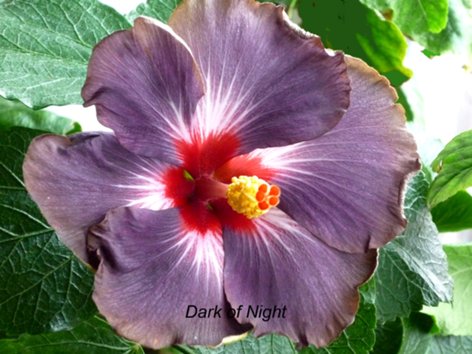 Dark_of_Night_500.jpg