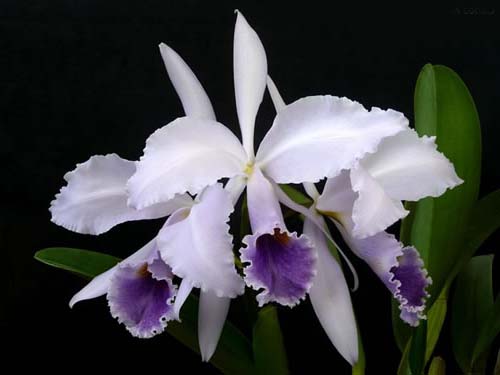 Орхидея Cattleya gaskelliana.jpg