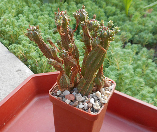 euphorbia_sp_august_2_2016.jpg
