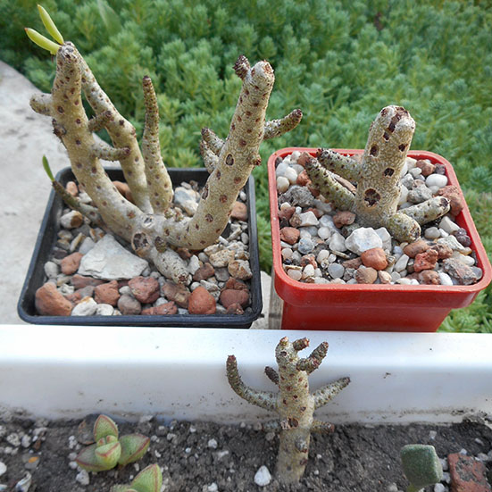 Tylecodon_august_1_2016.jpg