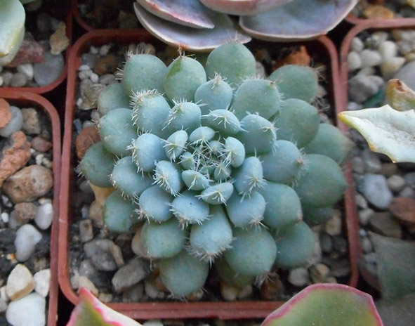 echeveriya_5_august_2016.jpg