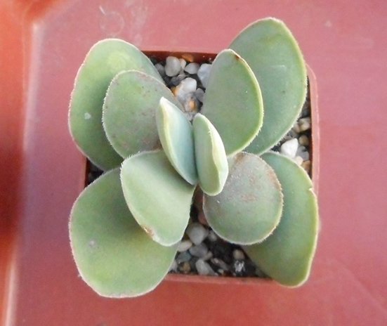 Crassula cotiledonis_august_2016.jpg