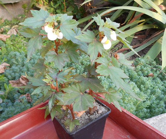 begonia_august_2016.jpg