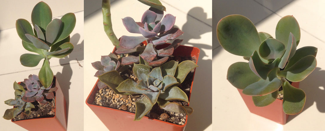 graptoveria.jpg