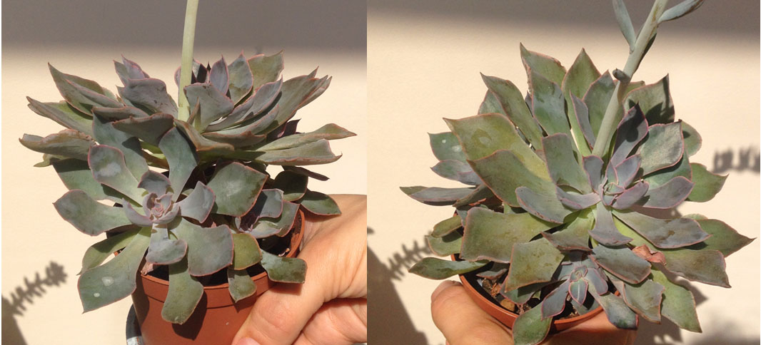 echeveria.jpg