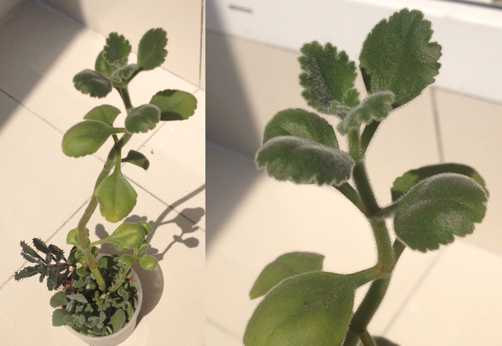 Kalanchoe_citrina.jpg